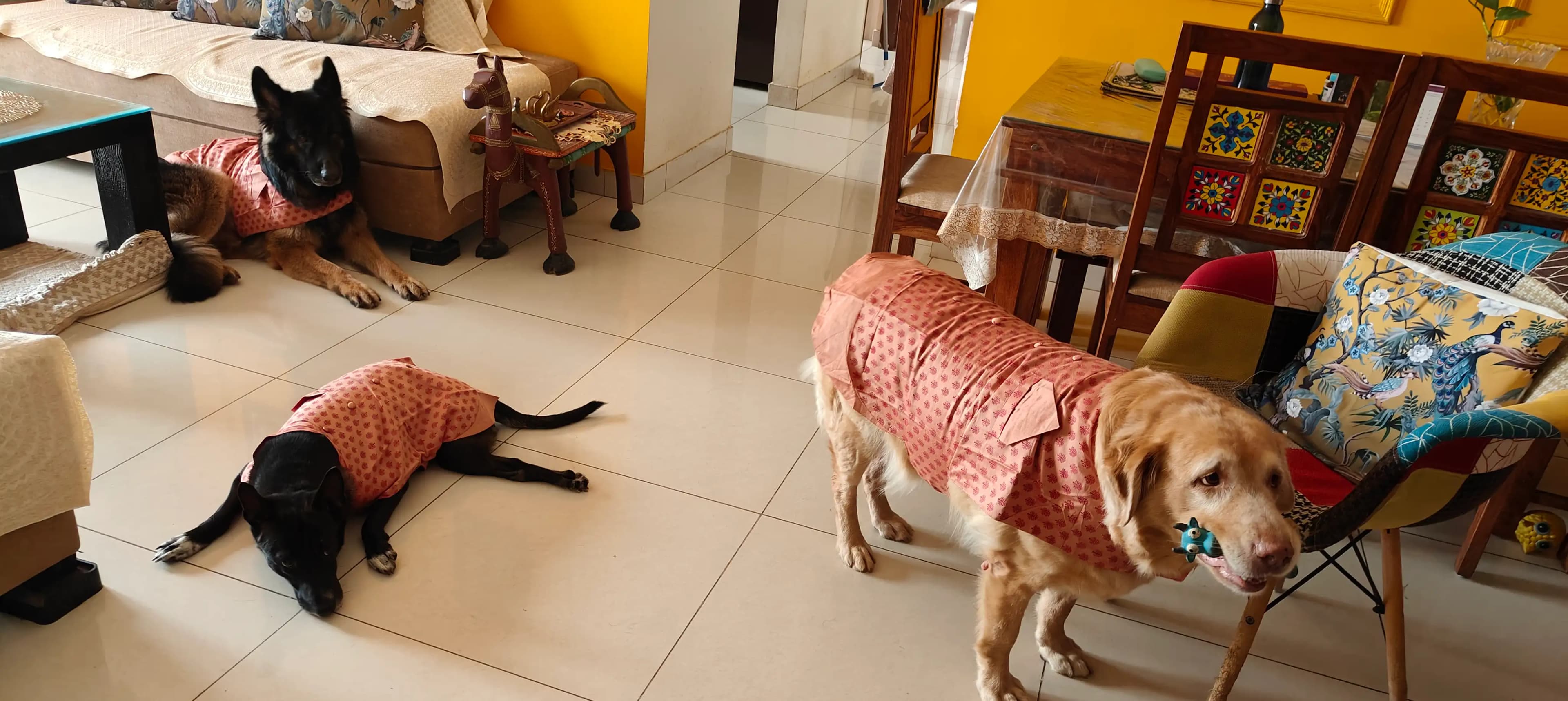 Your Pet Is Not "Just an Animal": How Animal Communication Healing Works and Why It Matters