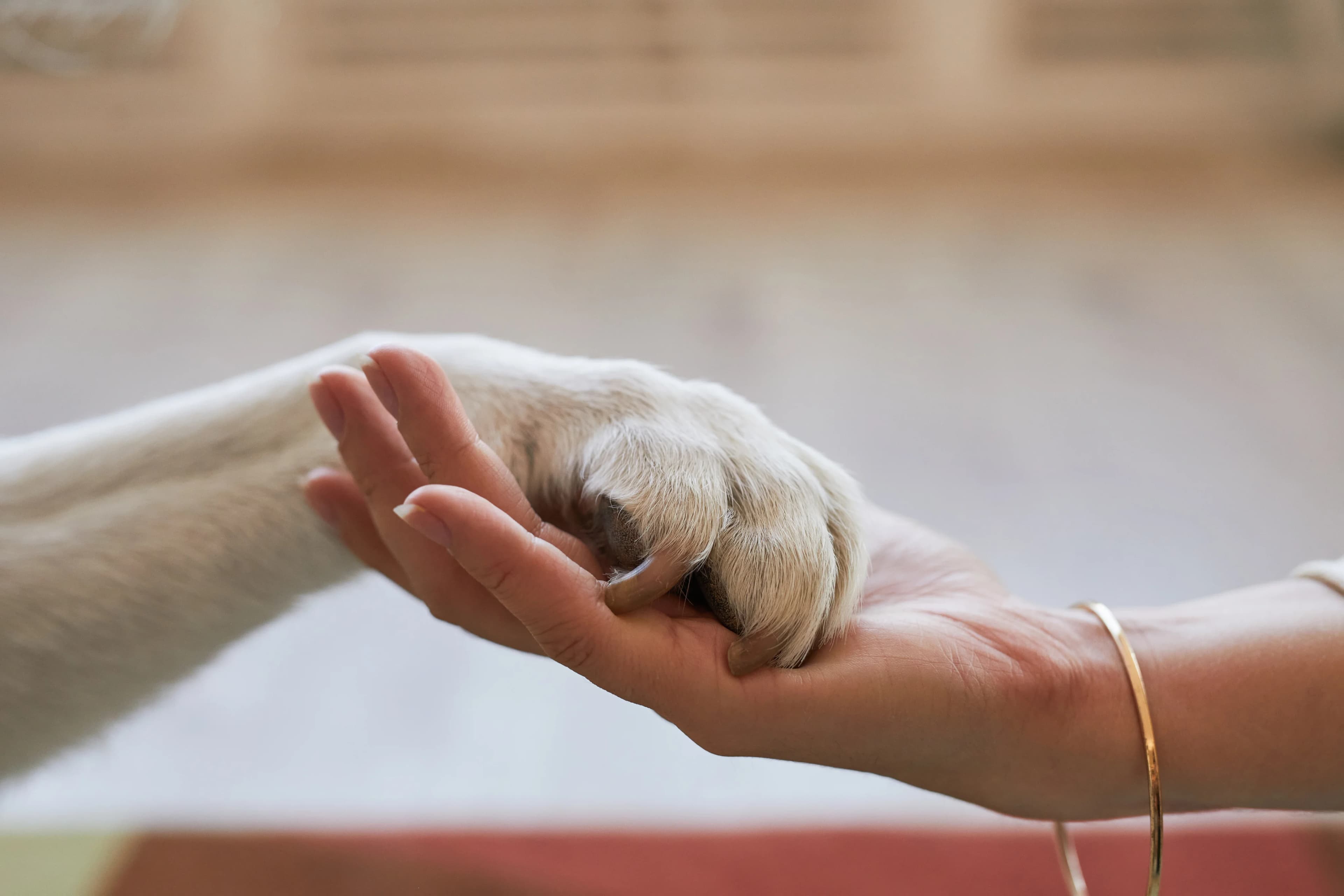 Animal Communication & Healing detail